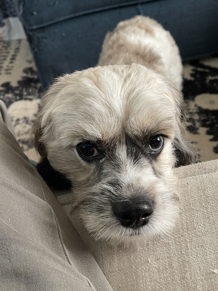 Odin, an adoptable Cockapoo in Richardson, TX, 75085 | Photo Image 5