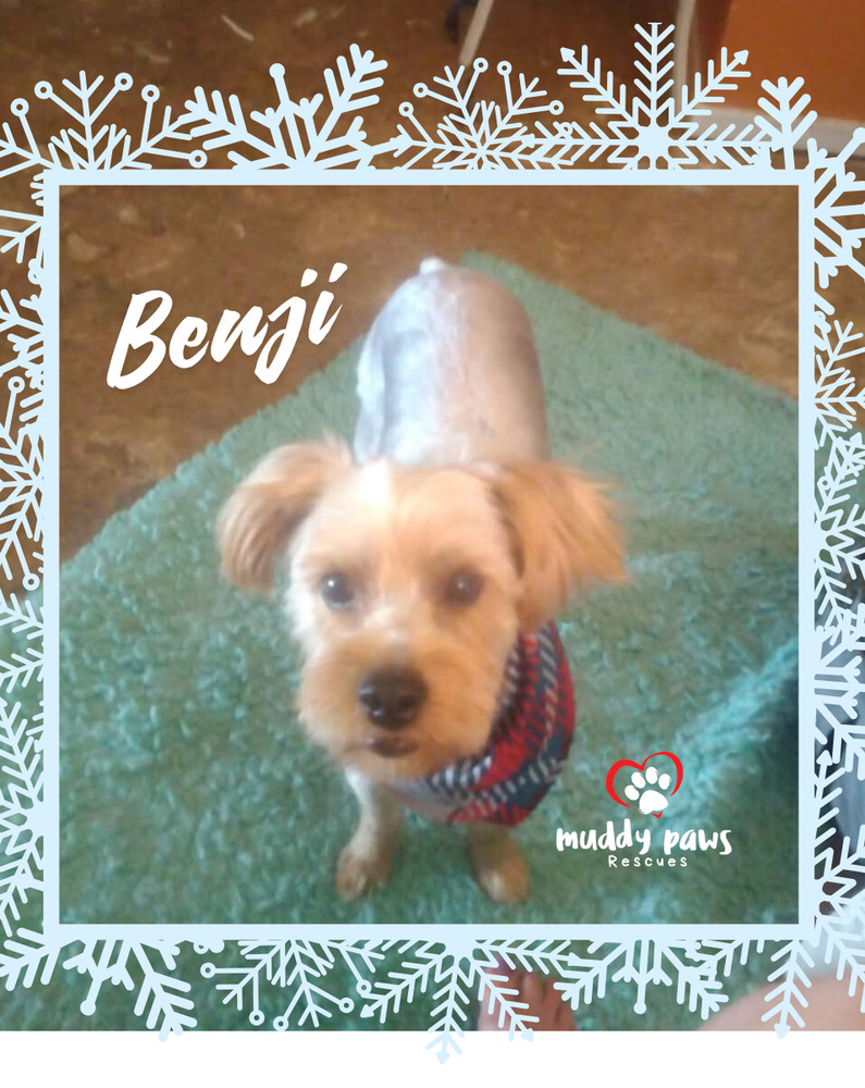 Benji - no longer accepting applications