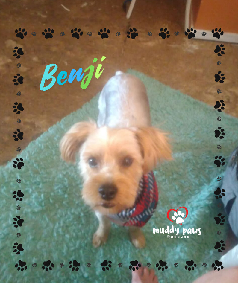 Benji - no longer accepting applications