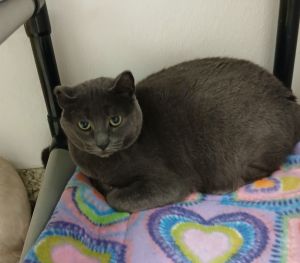 Hope, Adult Female Domestic Short Hair