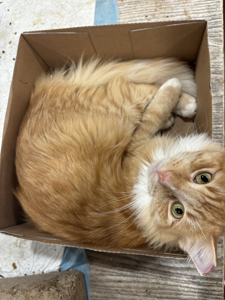 Harrison, an adoptable Ragdoll, Domestic Long Hair in Dallas, TX, 75228 | Photo Image 2