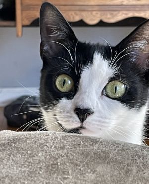 Enid, Baby Female Domestic Short Hair