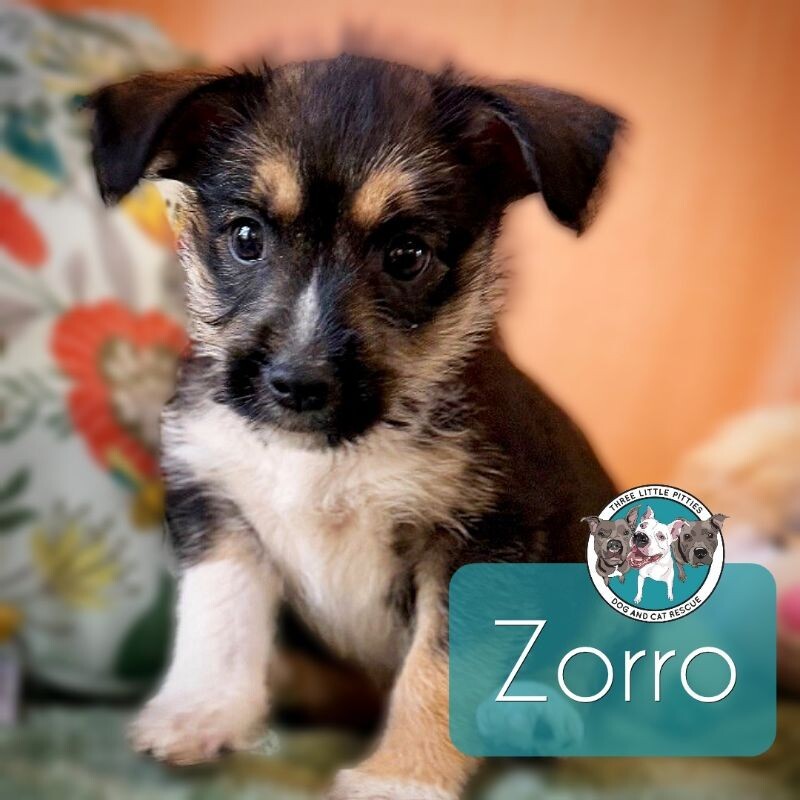 Zorro ScrufferFluffers