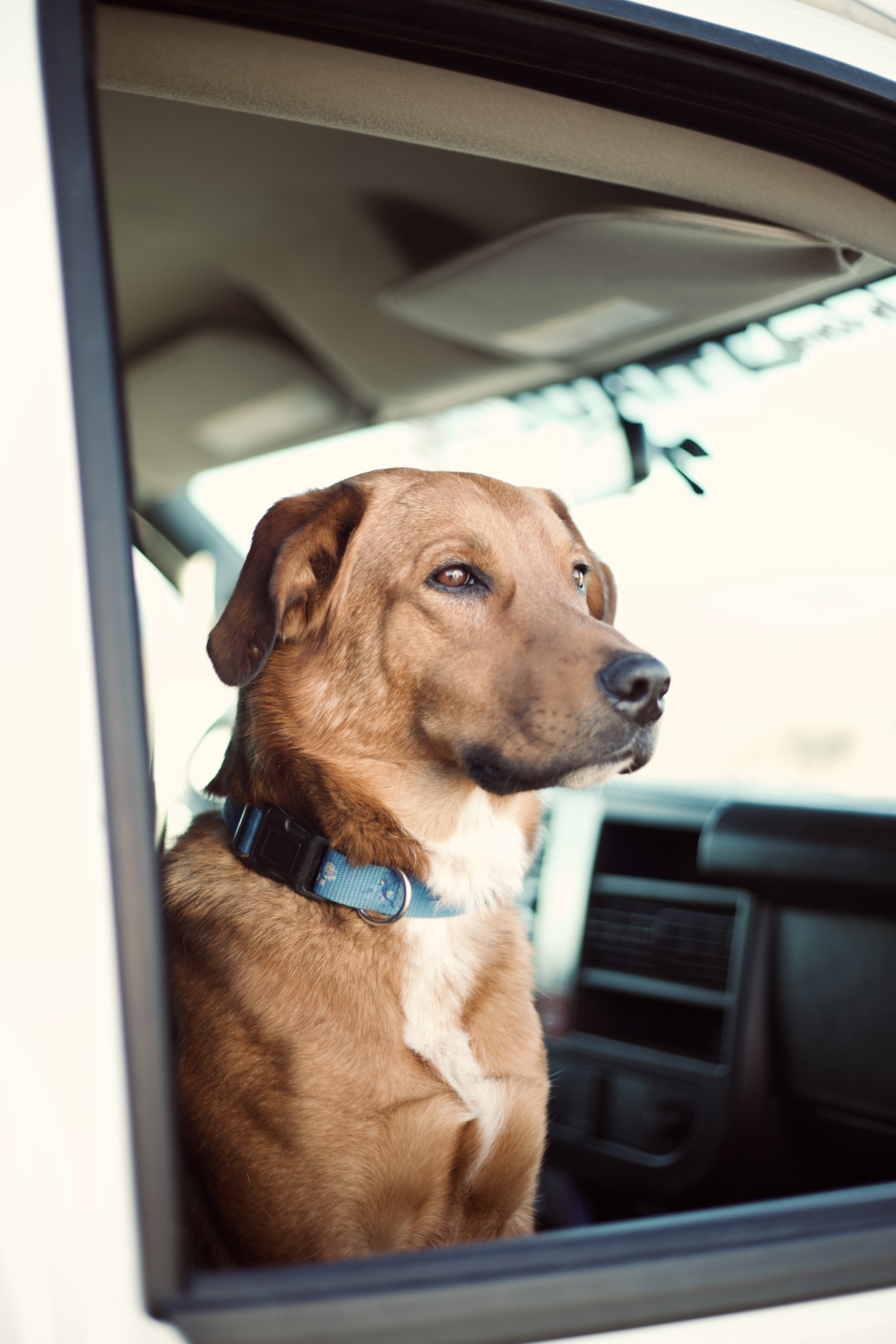 Bronco, an adoptable Golden Retriever, Australian Shepherd in Castle Dale, UT, 84513 | Photo Image 1