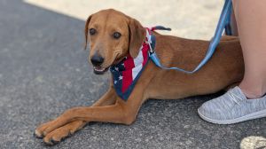 Red, Adult Male Redbone Coonhound