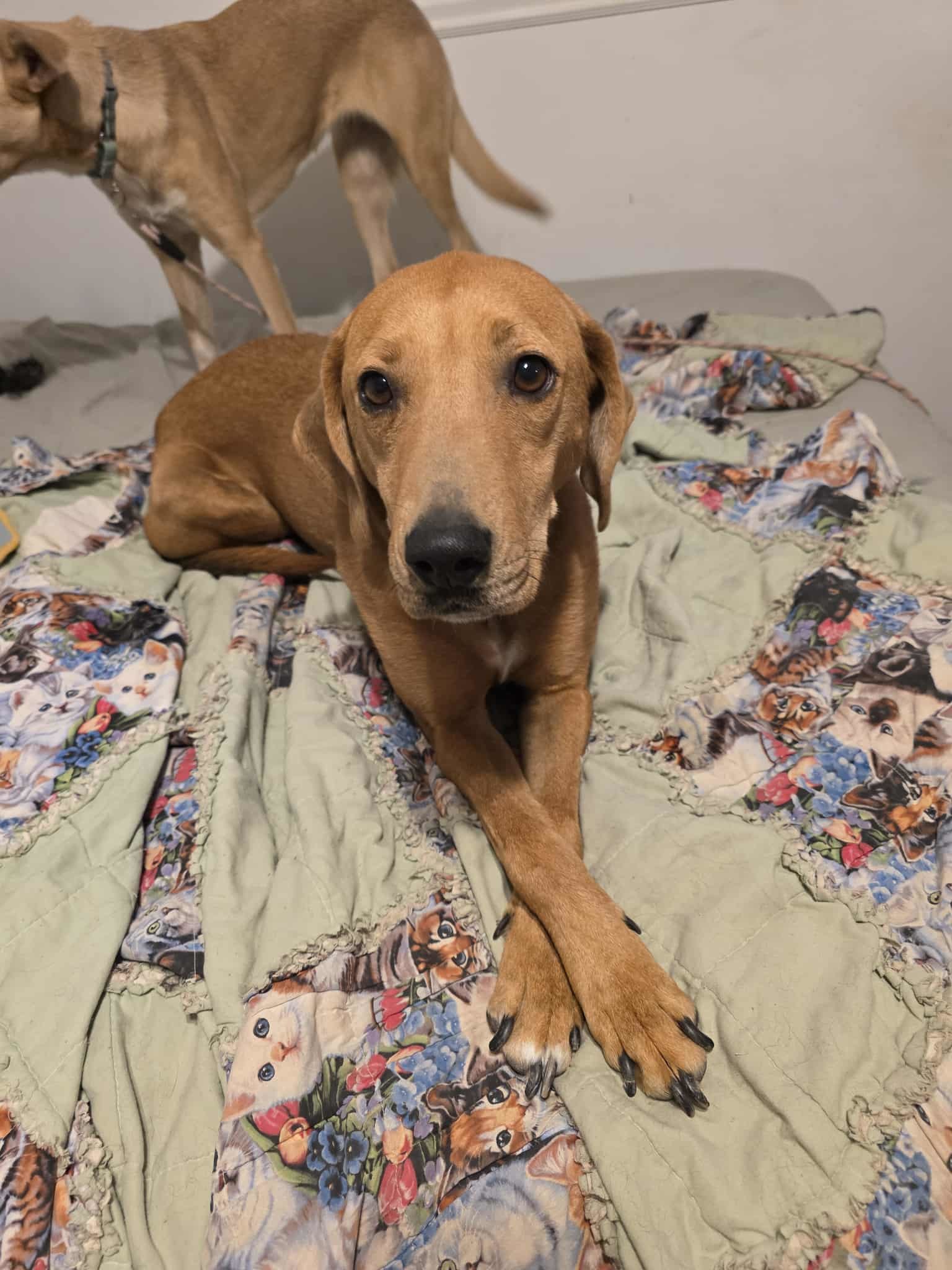 Red, an adoptable Redbone Coonhound in Castle Dale, UT, 84513 | Photo Image 1