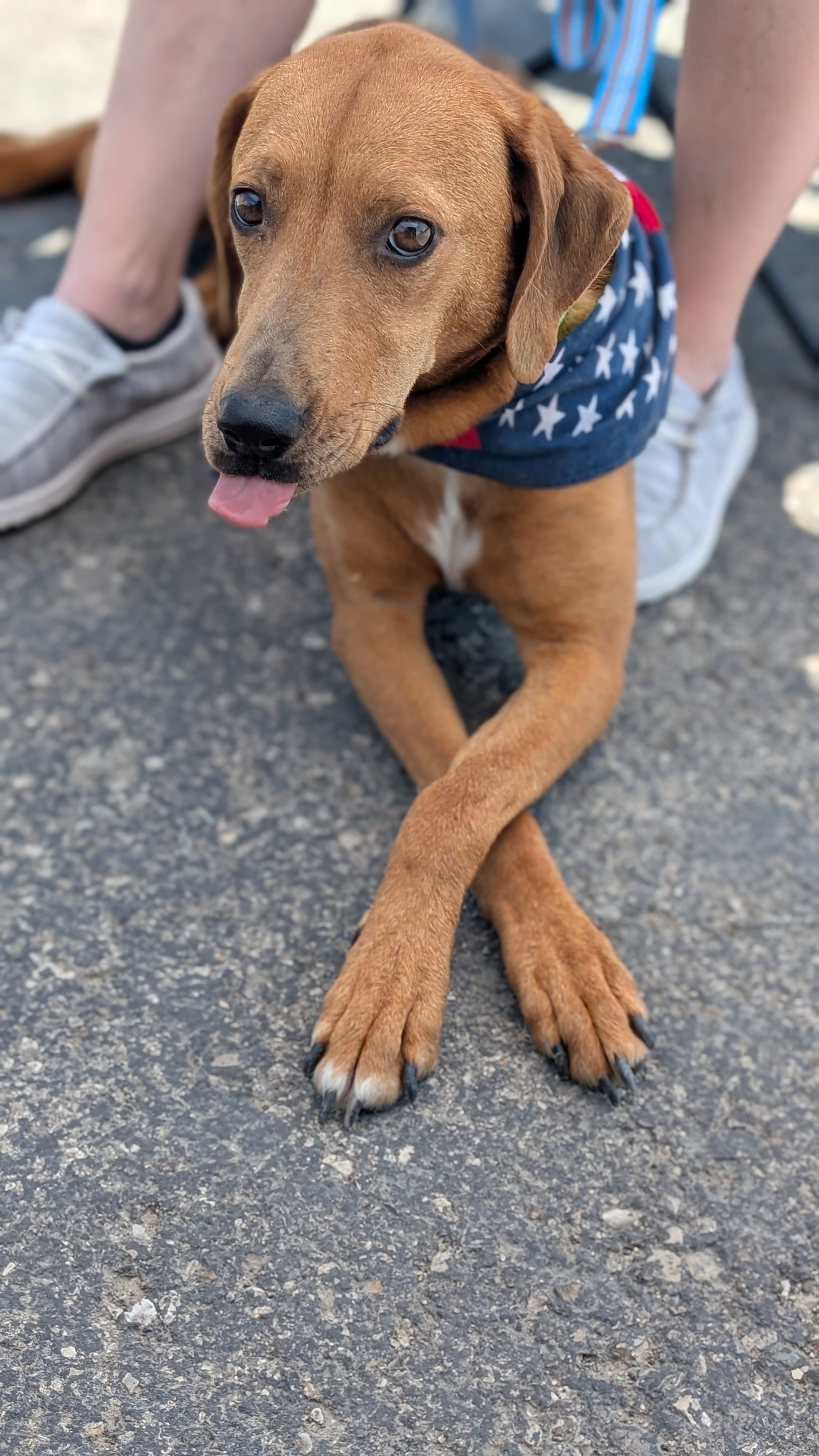 Red, an adoptable Redbone Coonhound in Castle Dale, UT, 84513 | Photo Image 2