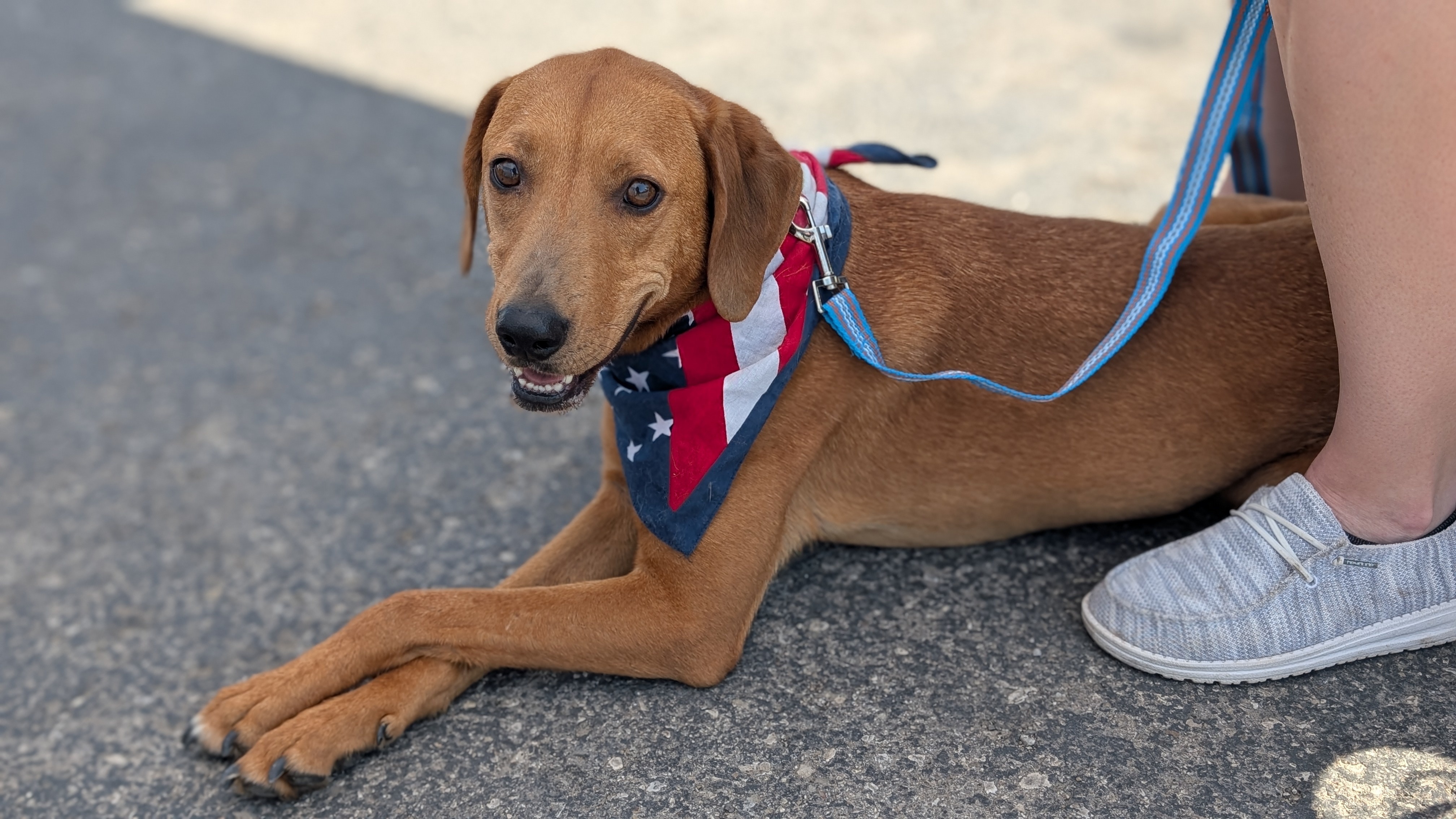 Red, an adoptable Redbone Coonhound in Castle Dale, UT, 84513 | Photo Image 3