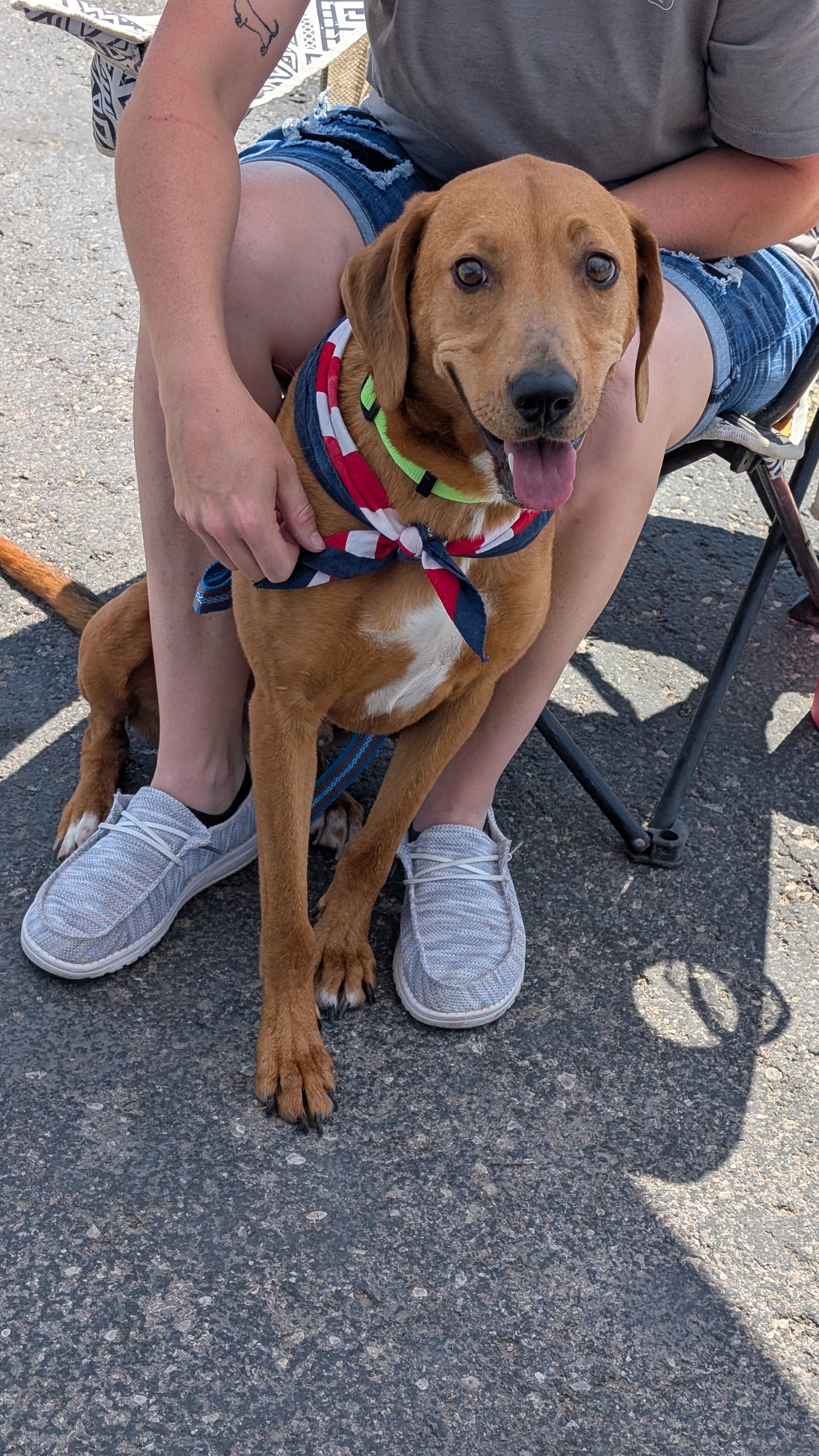 Red, an adoptable Redbone Coonhound in Castle Dale, UT, 84513 | Photo Image 5