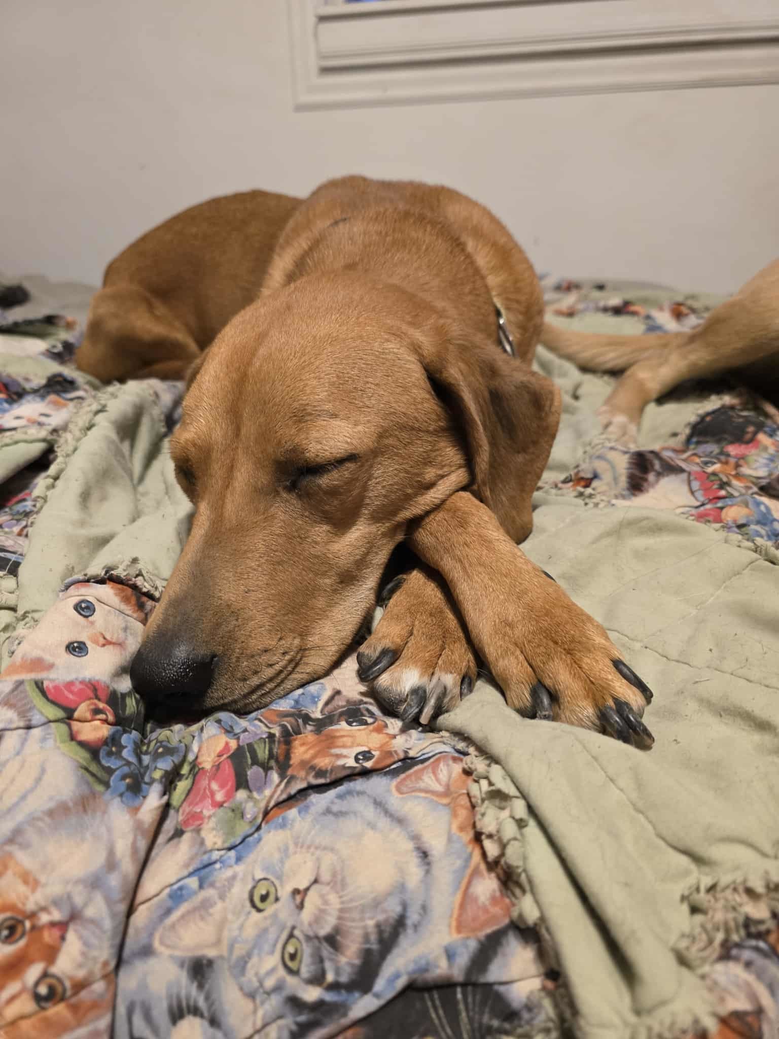 Red, an adoptable Redbone Coonhound in Castle Dale, UT, 84513 | Photo Image 5