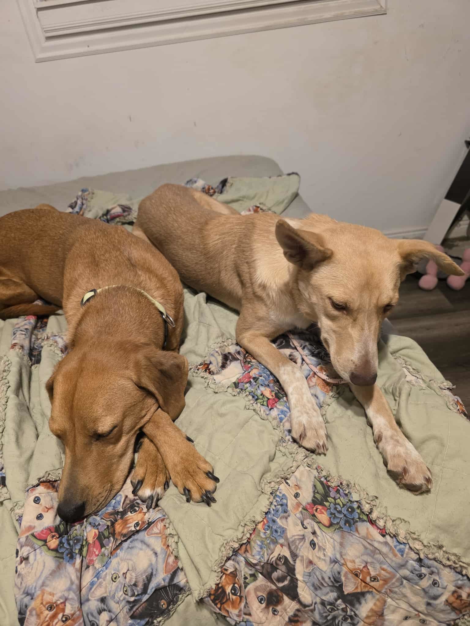 Red, an adoptable Redbone Coonhound in Castle Dale, UT, 84513 | Photo Image 6