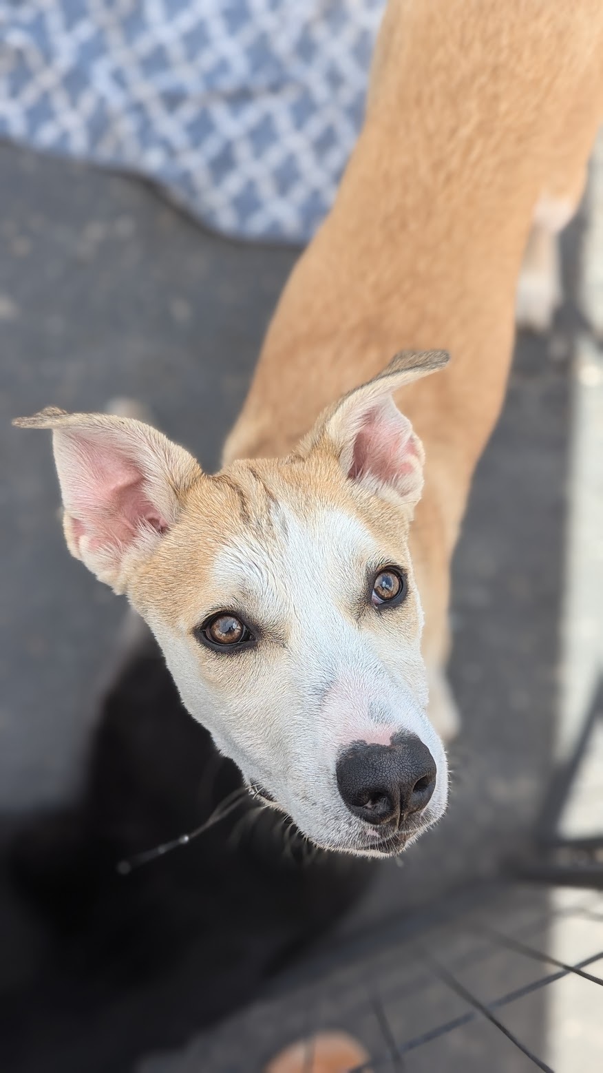 Robby, an adoptable Husky, German Shepherd Dog in Castle Dale, UT, 84513 | Photo Image 4