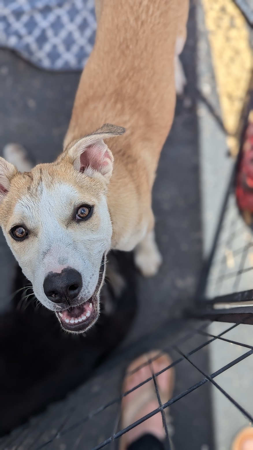 Robby, an adoptable Husky, German Shepherd Dog in Castle Dale, UT, 84513 | Photo Image 5