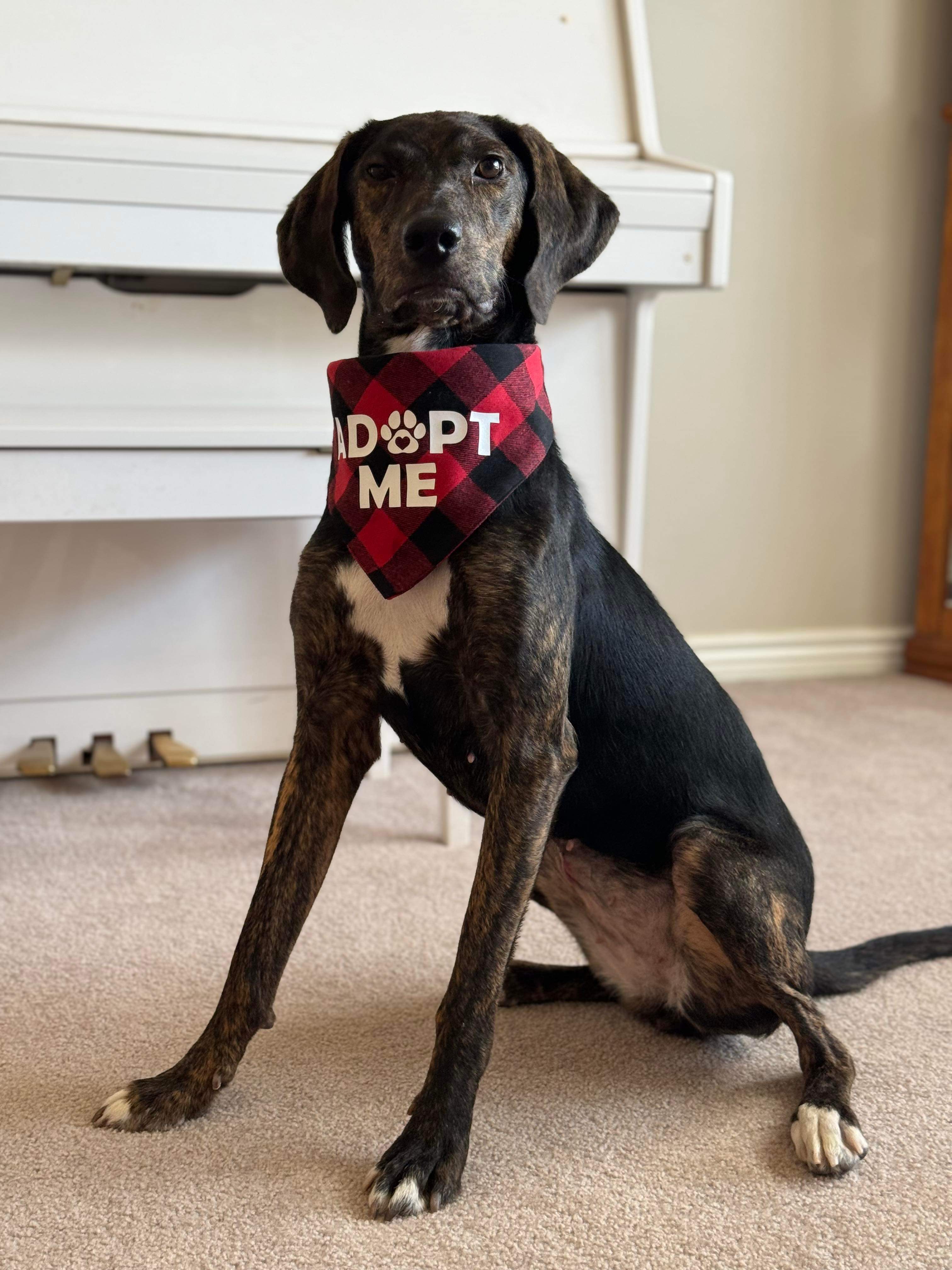 Coco, an adoptable English Coonhound, Labrador Retriever in Castle Dale, UT, 84513 | Photo Image 1