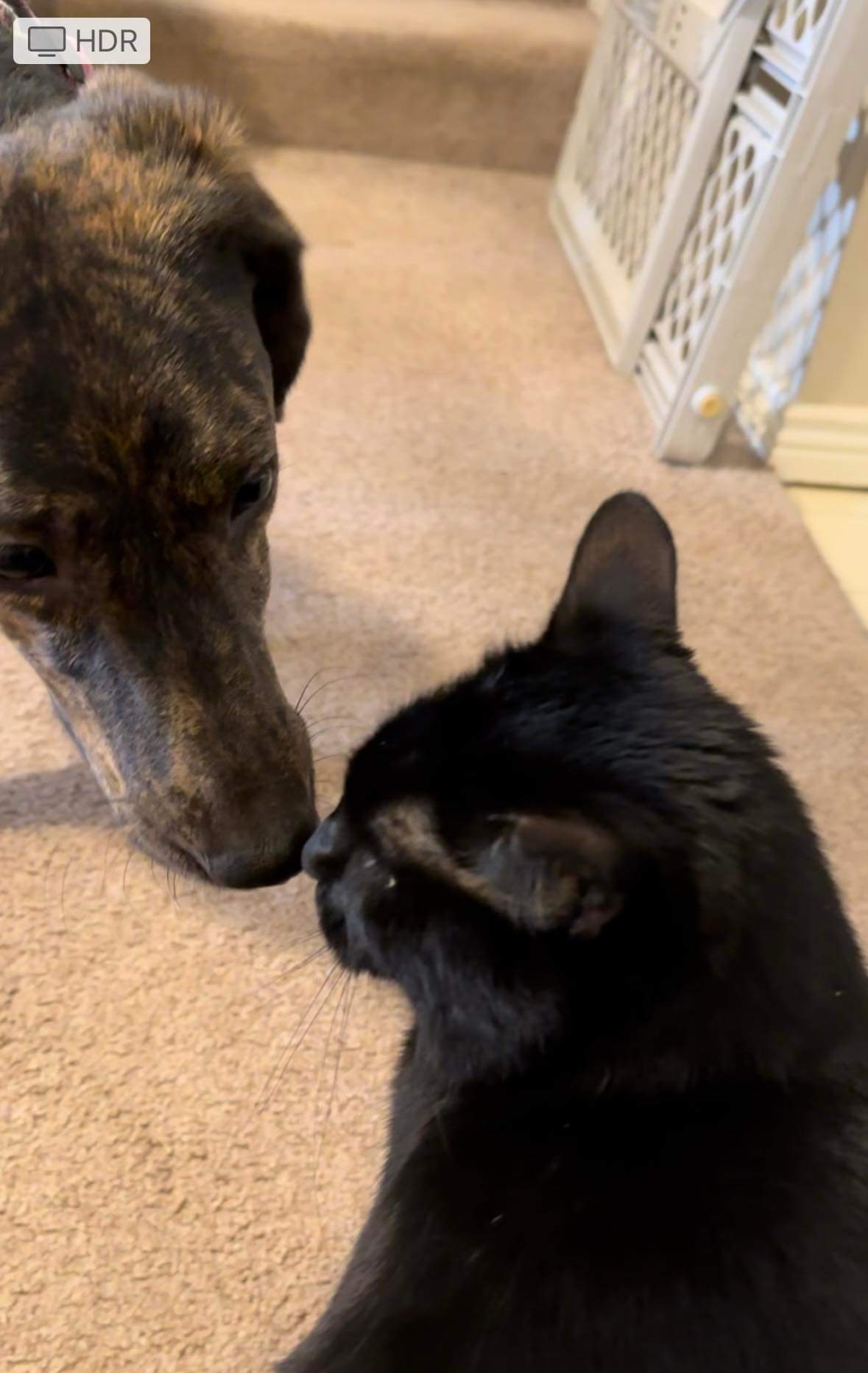 Coco, an adoptable English Coonhound, Labrador Retriever in Castle Dale, UT, 84513 | Photo Image 2