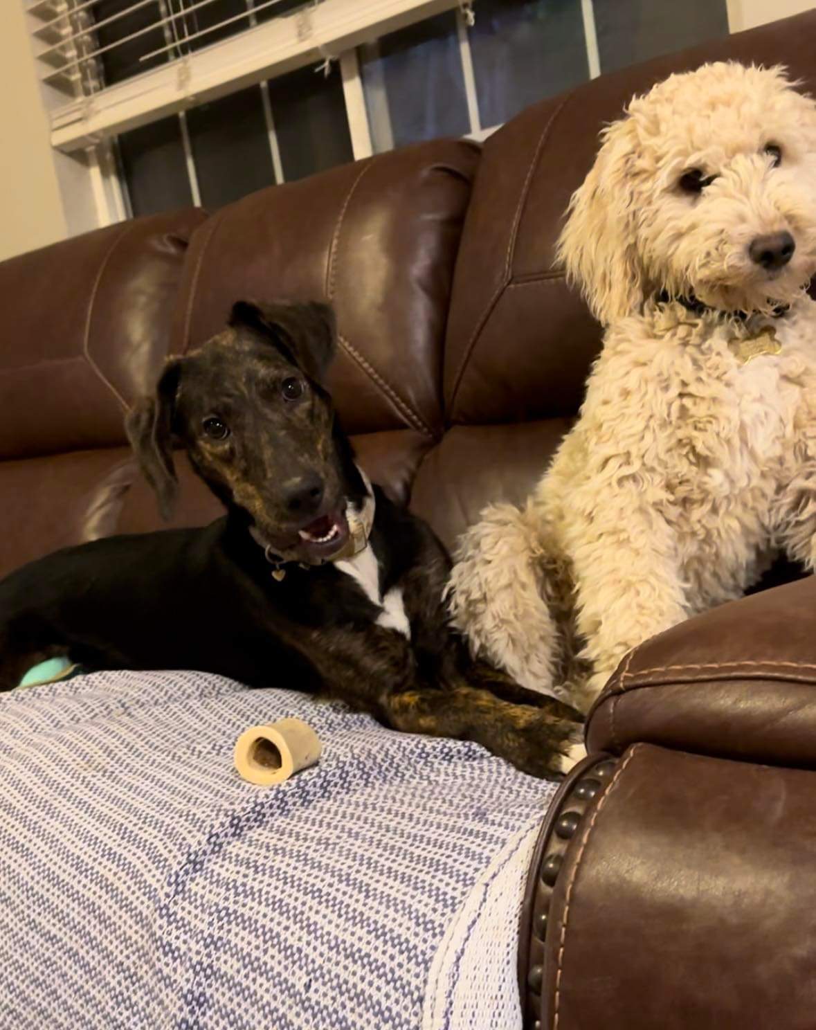 Coco, an adoptable English Coonhound, Labrador Retriever in Castle Dale, UT, 84513 | Photo Image 3