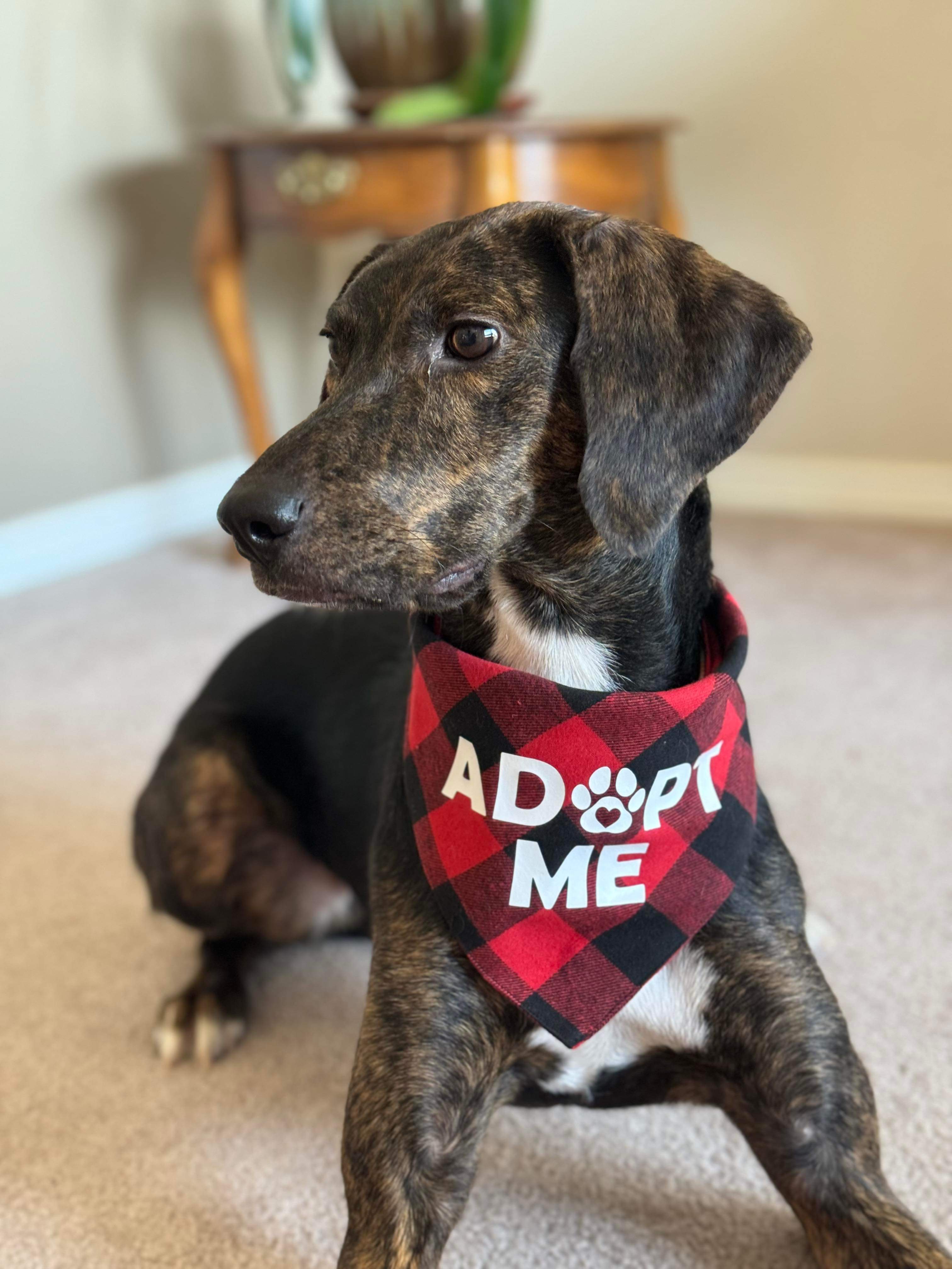 Coco, an adoptable English Coonhound, Labrador Retriever in Castle Dale, UT, 84513 | Photo Image 4