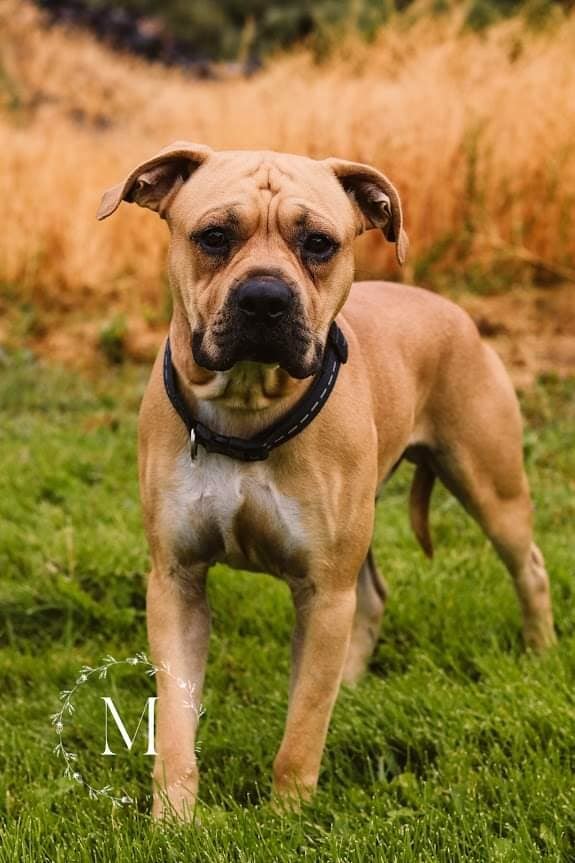 Eeyore, an adoptable Pit Bull Terrier, Shar-Pei in Castle Dale, UT, 84513 | Photo Image 2