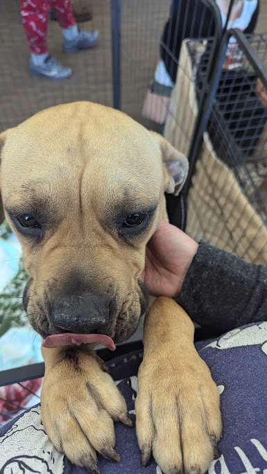 Eeyore, an adoptable Pit Bull Terrier, Shar-Pei in Castle Dale, UT, 84513 | Photo Image 4