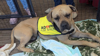 Eeyore, an adoptable Pit Bull Terrier, Shar-Pei in Castle Dale, UT, 84513 | Photo Image 6