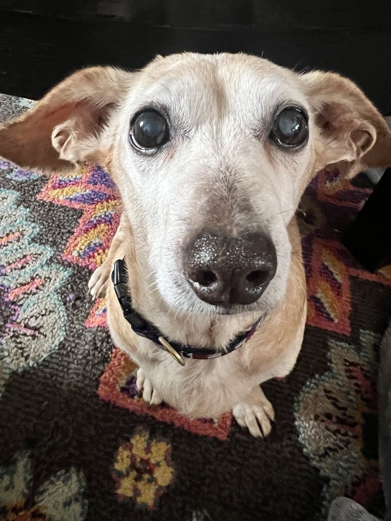 Mr. Pibbles