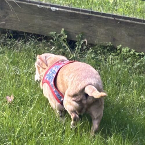 Mr. Pibbles