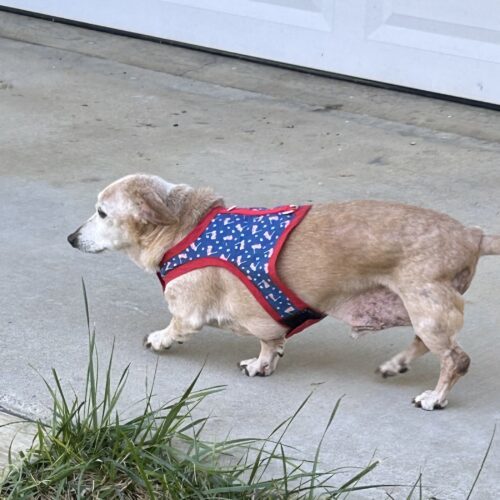 Mr. Pibbles