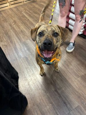24-022 Cowboy Franky &#34;Frankie&#34;, Adult Male Plott Hound