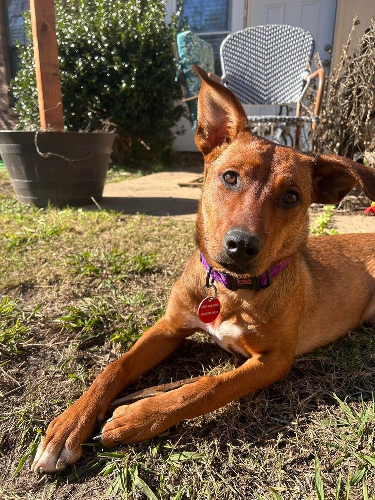 24-079 Remy (fka Amber), an adoptable Rhodesian Ridgeback, Vizsla in Richardson, TX, 75080 | Photo Image 2
