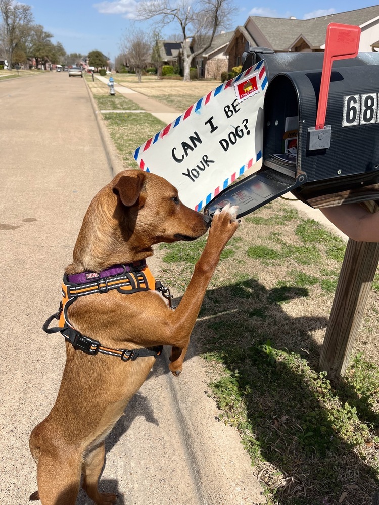 24-079 Remy (fka Amber), an adoptable Rhodesian Ridgeback, Vizsla in Richardson, TX, 75080 | Photo Image 3