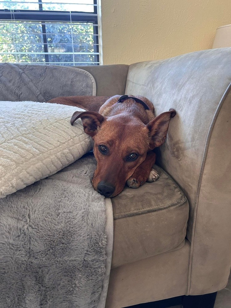 24-079 Remy (fka Amber), an adoptable Rhodesian Ridgeback, Vizsla in Richardson, TX, 75080 | Photo Image 4