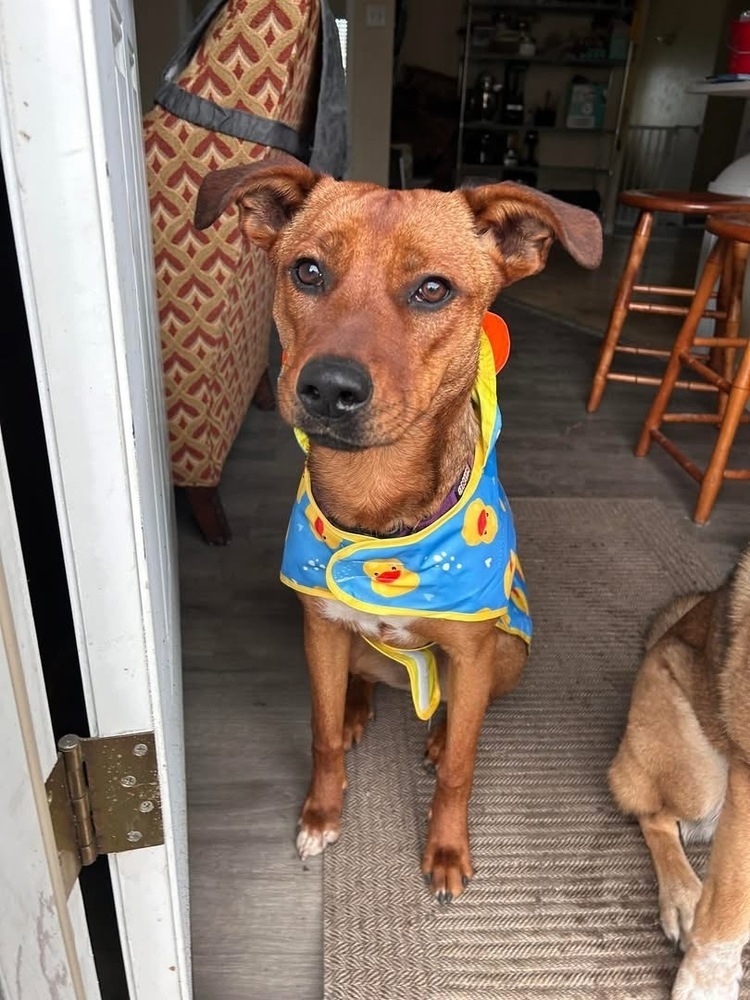 24-079 Remy (fka Amber), an adoptable Rhodesian Ridgeback, Vizsla in Richardson, TX, 75080 | Photo Image 5