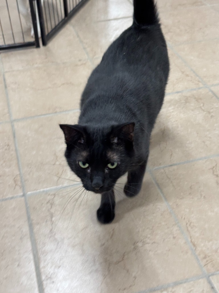 Rocky, an adoptable Domestic Short Hair in Hastings, NE, 68901 | Photo Image 1