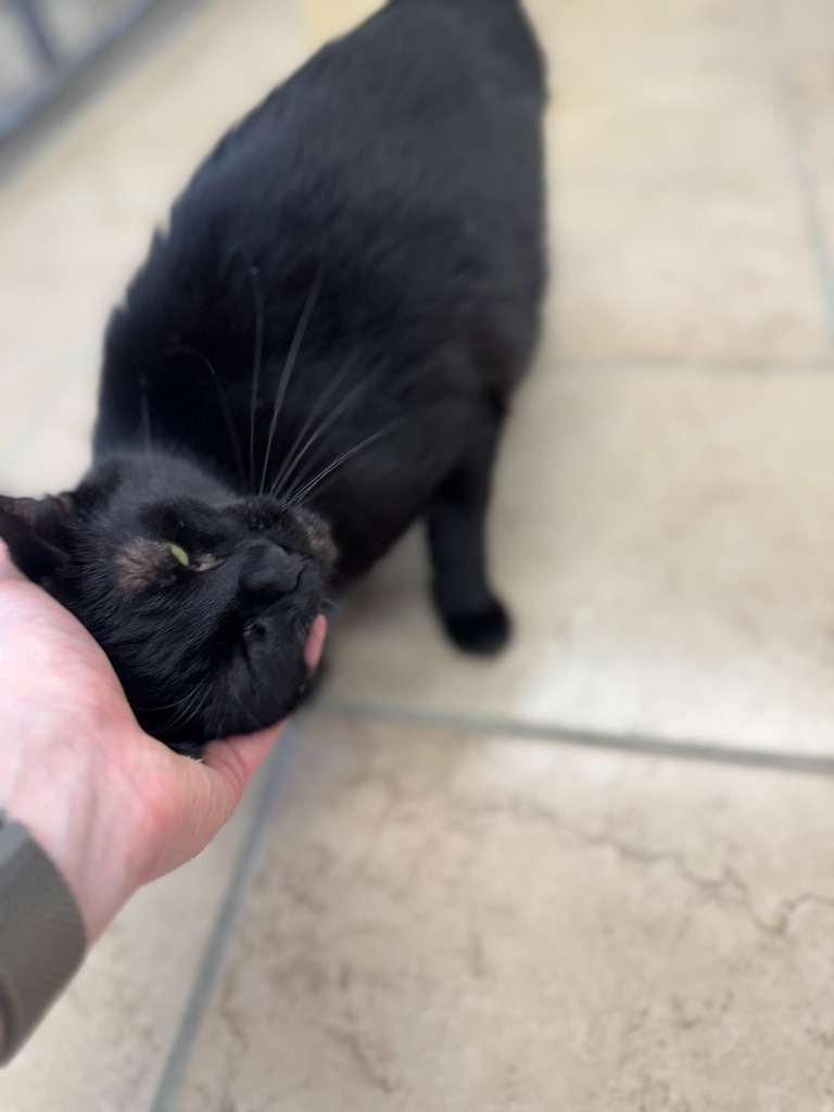 Rocky, an adoptable Domestic Short Hair in Hastings, NE, 68901 | Photo Image 2