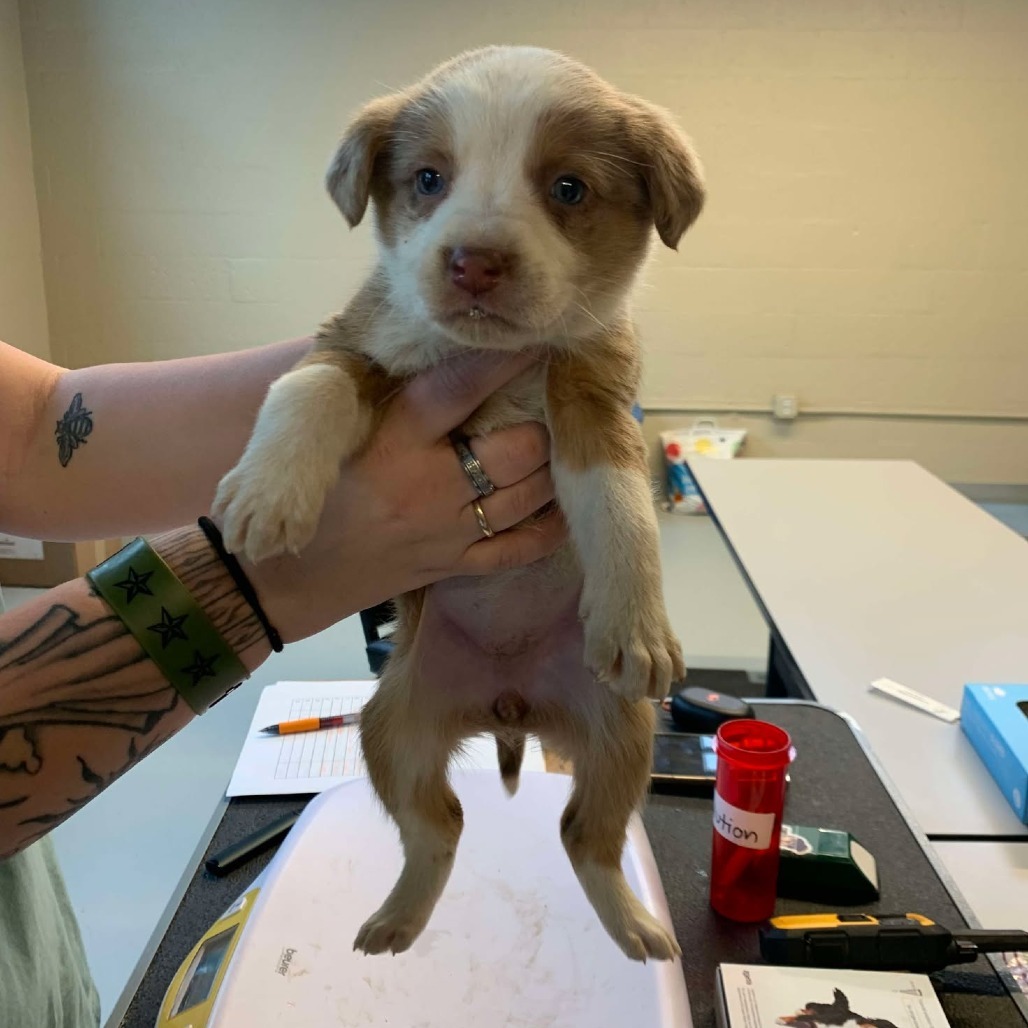 Dog for adoption Solstice, an Australian Shepherd Mix in Huntington