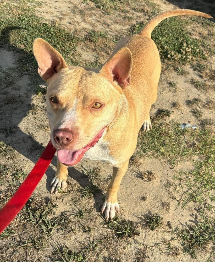 Finn, an adoptable Pit Bull Terrier, Mixed Breed in Maysville, NC, 28555 | Photo Image 1