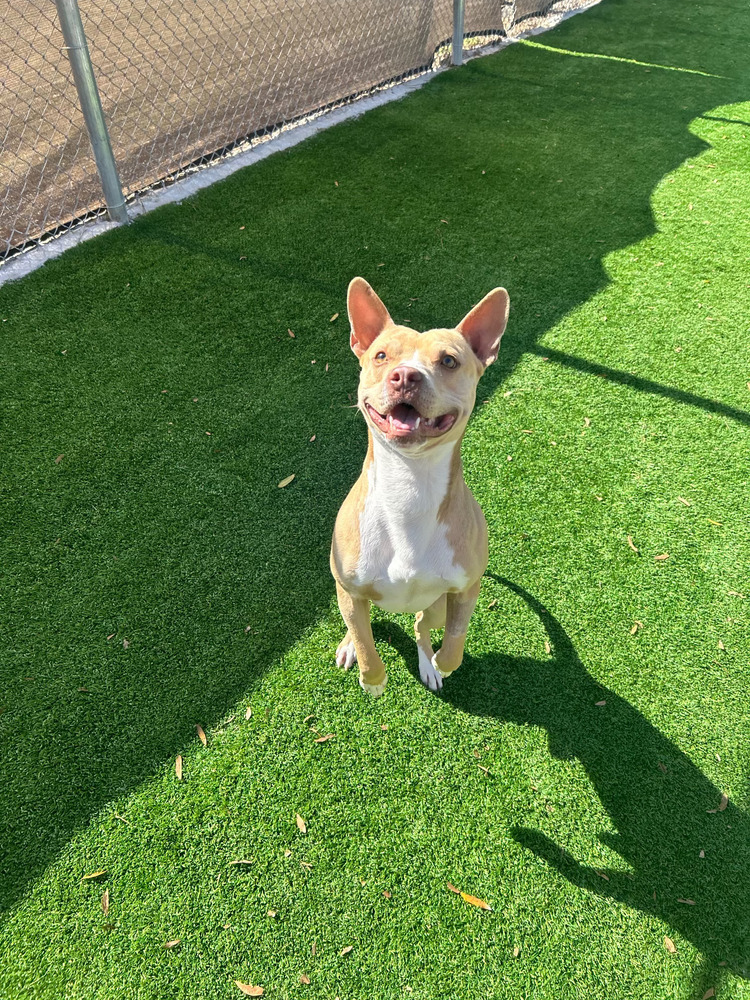 Finn, an adoptable Pit Bull Terrier, Mixed Breed in Maysville, NC, 28555 | Photo Image 2