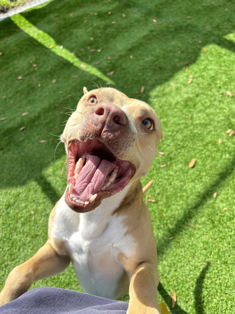 Finn, an adoptable Pit Bull Terrier, Mixed Breed in Maysville, NC, 28555 | Photo Image 3