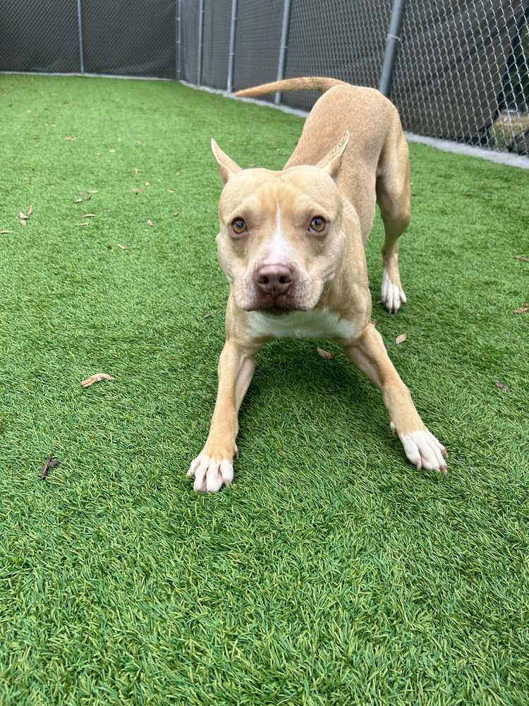 Finn, an adoptable Pit Bull Terrier, Mixed Breed in Maysville, NC, 28555 | Photo Image 4