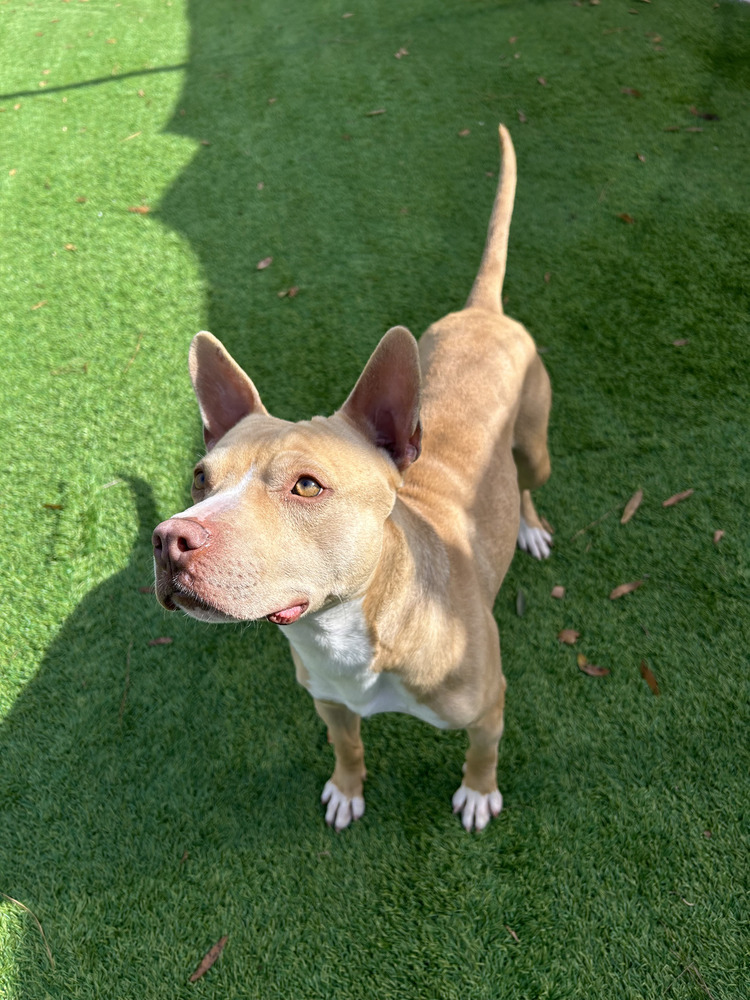 Finn, an adoptable Pit Bull Terrier, Mixed Breed in Maysville, NC, 28555 | Photo Image 5