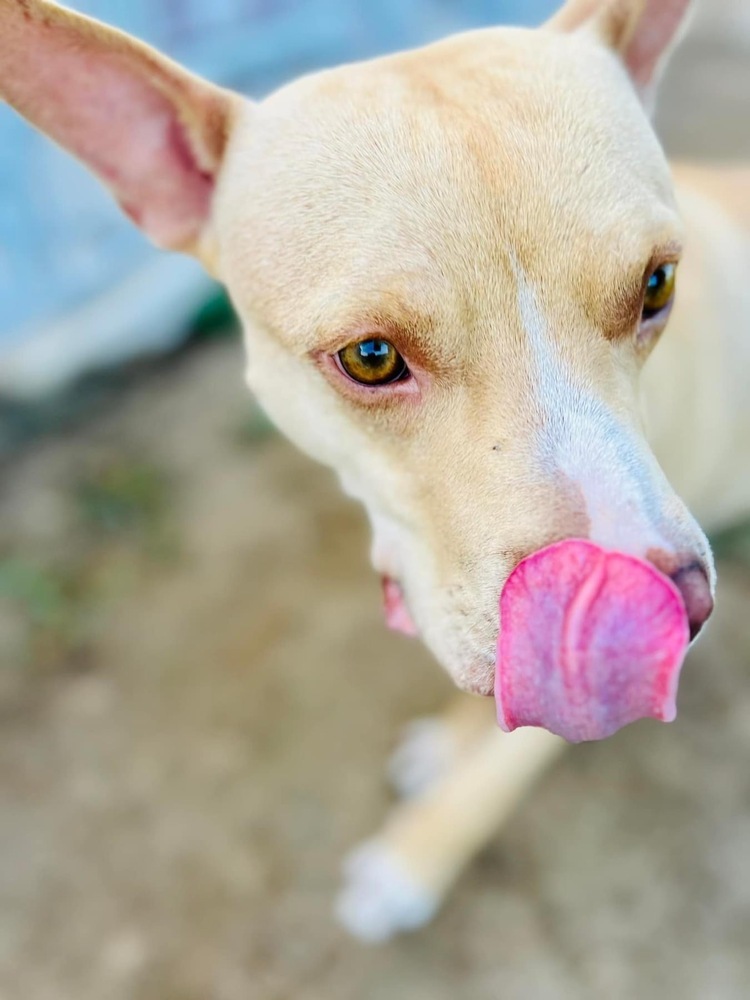 Finn, an adoptable Pit Bull Terrier, Mixed Breed in Maysville, NC, 28555 | Photo Image 6