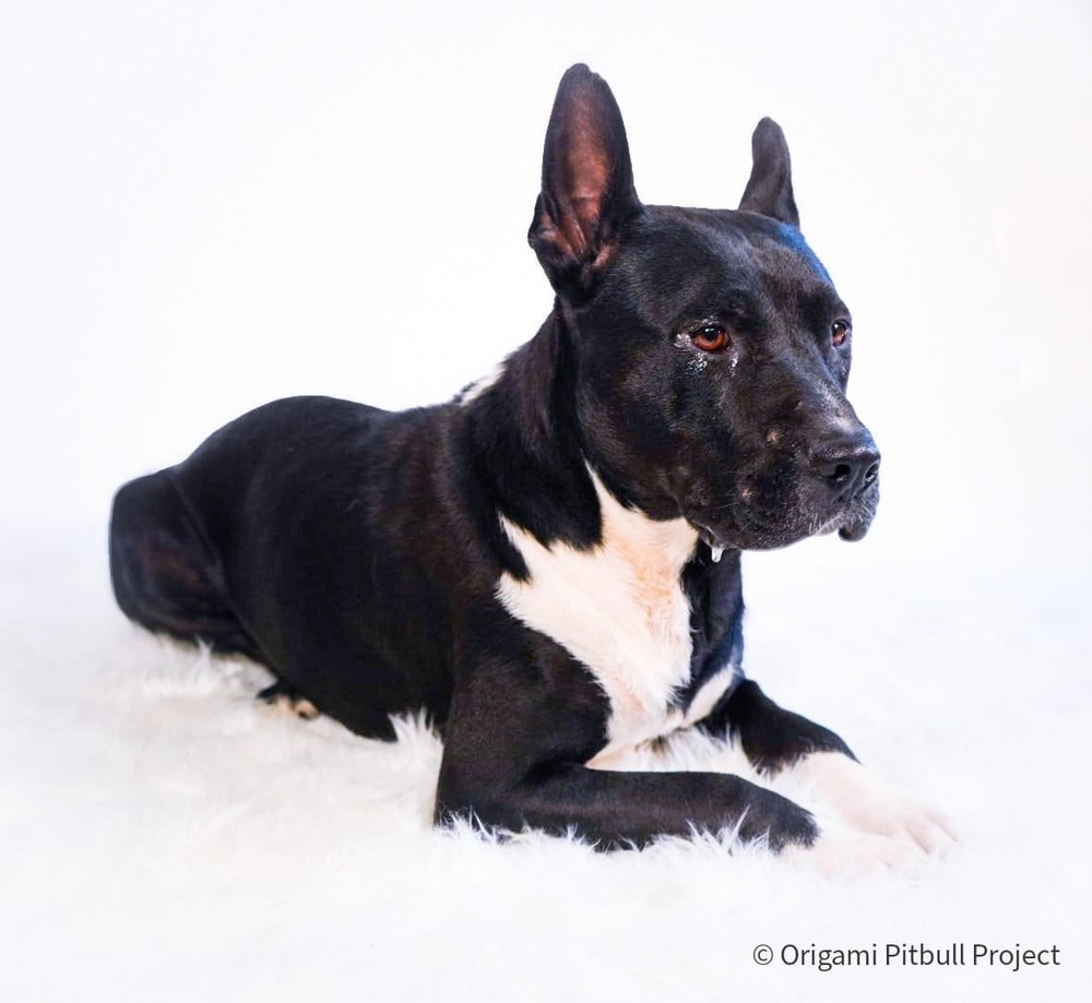 Stack, an adoptable American Bulldog, Mixed Breed in Maysville, NC, 28555 | Photo Image 1