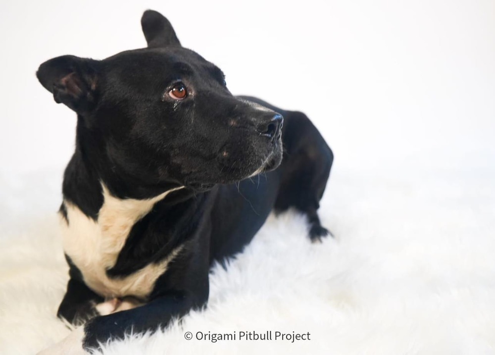 Stack, an adoptable American Bulldog, Mixed Breed in Maysville, NC, 28555 | Photo Image 2