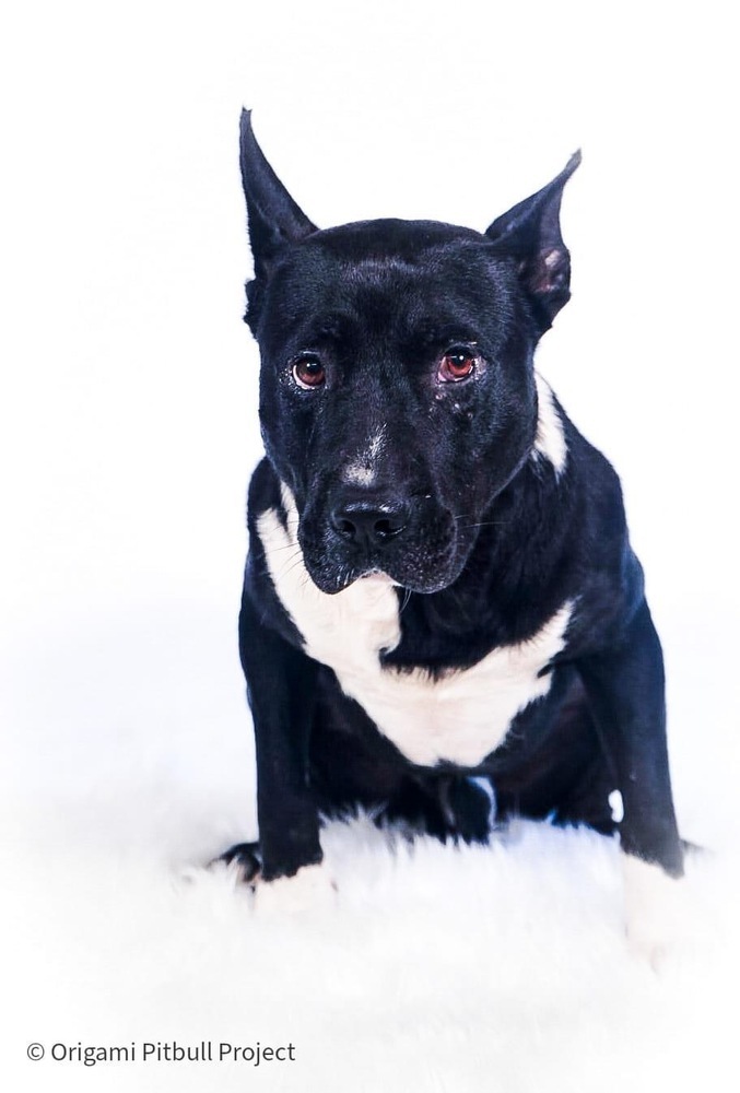 Stack, an adoptable American Bulldog, Mixed Breed in Maysville, NC, 28555 | Photo Image 3