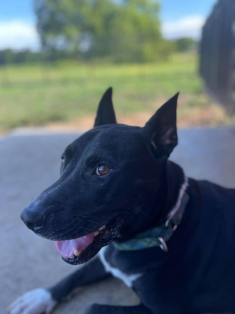 Stack, an adoptable American Bulldog, Mixed Breed in Maysville, NC, 28555 | Photo Image 5