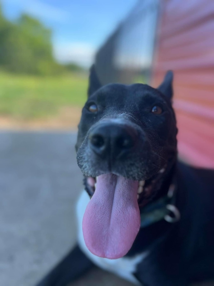 Stack, an adoptable American Bulldog, Mixed Breed in Maysville, NC, 28555 | Photo Image 6