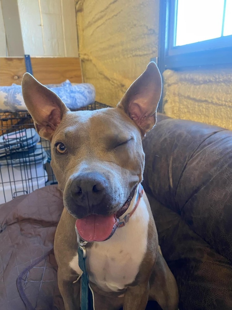 Aubrey, an adoptable Pit Bull Terrier, Mixed Breed in Maysville, NC, 28555 | Photo Image 1