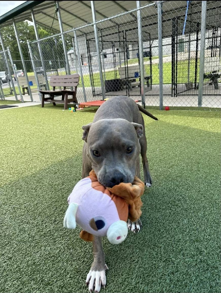 Aubrey, an adoptable Pit Bull Terrier, Mixed Breed in Maysville, NC, 28555 | Photo Image 2