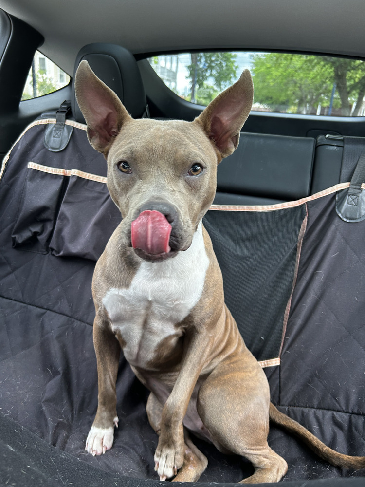 Aubrey, an adoptable Pit Bull Terrier, Mixed Breed in Maysville, NC, 28555 | Photo Image 3