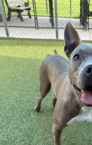 Aubrey, an adoptable Pit Bull Terrier, Mixed Breed in Maysville, NC, 28555 | Photo Image 4